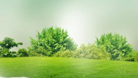 Natural Open Sky with Grass HD Background
