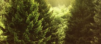 Natural Vetical Full HD Background