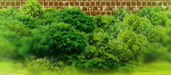Nature Vertical Standing Background for Photoshop full hd