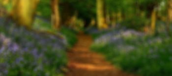 canvas background