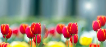 flower background