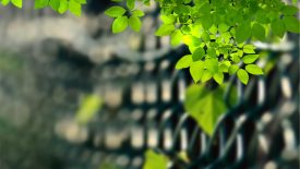 Blur Background with Leaf